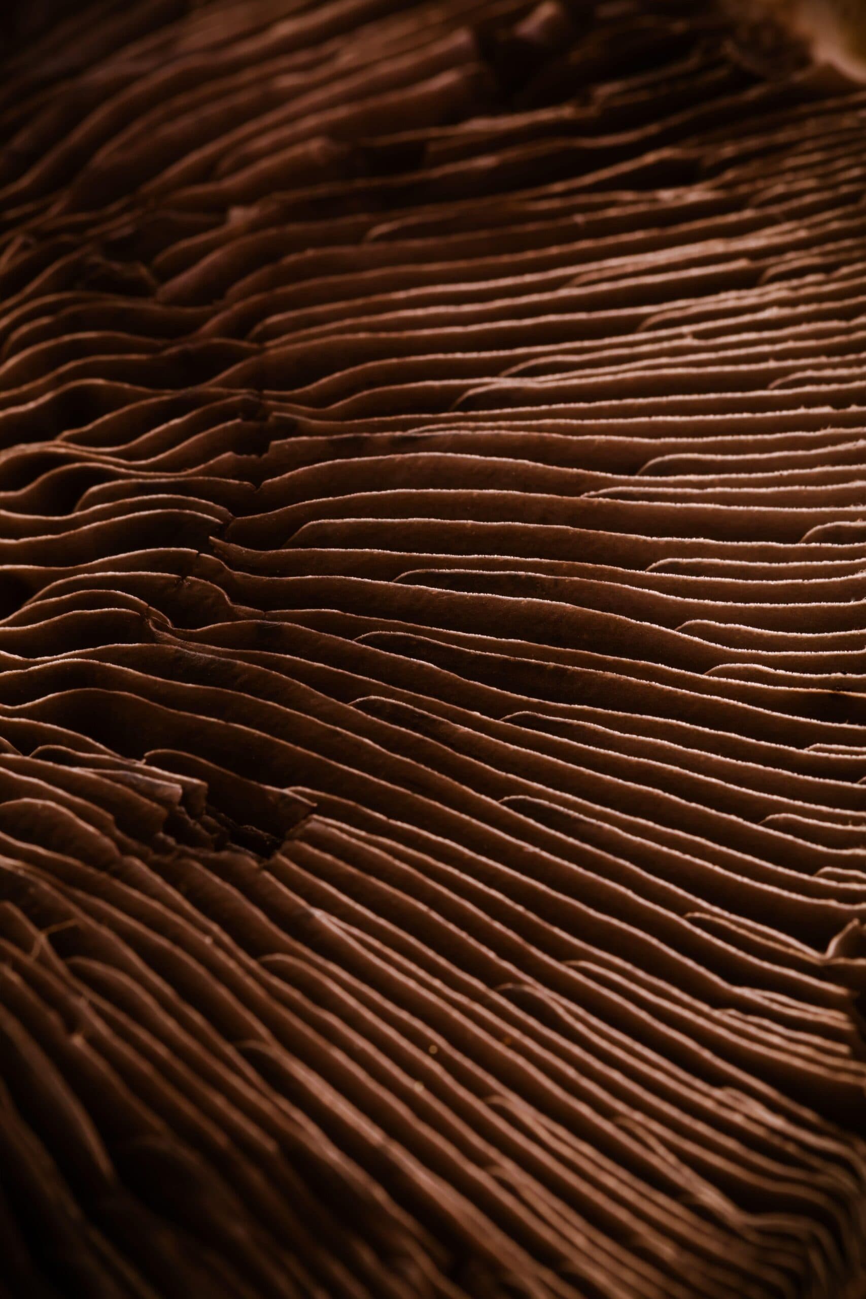 Detail of raw portobello mushroom. Macro, selective focus.